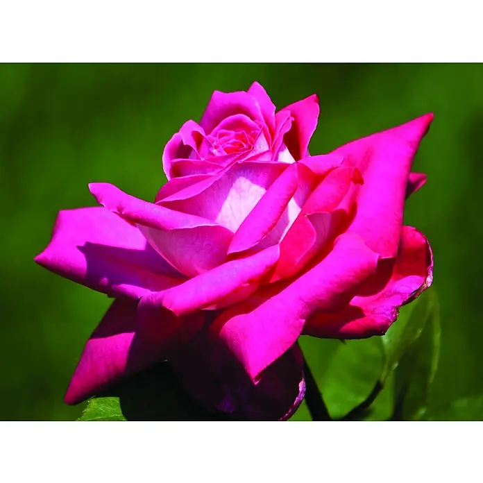 Piardino Edelrose 'Acapella' - Rosa Hybride, Topfgröße: 19 cm, Silber-Kirschrot - Detailaufnahme