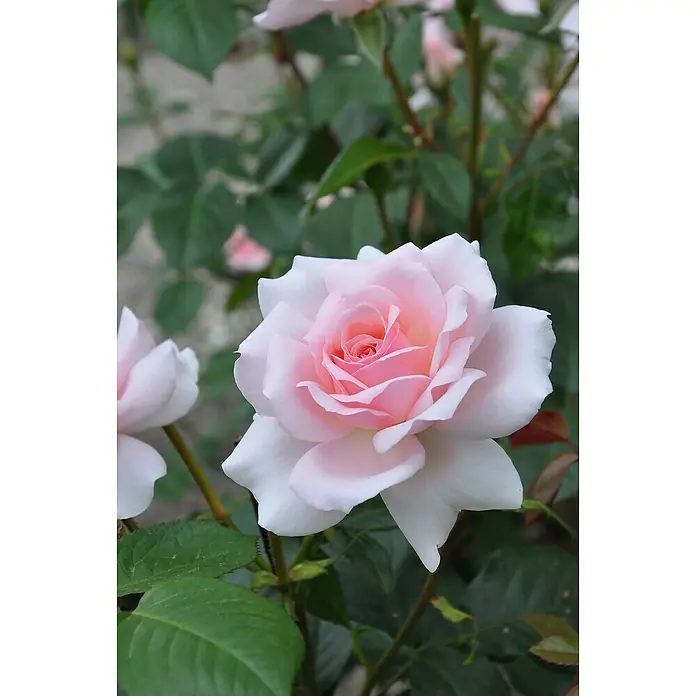 Piardino Edelrose 'A Whiter Shade of Pale' - Rosa Hybride, Topfgröße: 19 cm, Hellrosa - Detailaufnahme