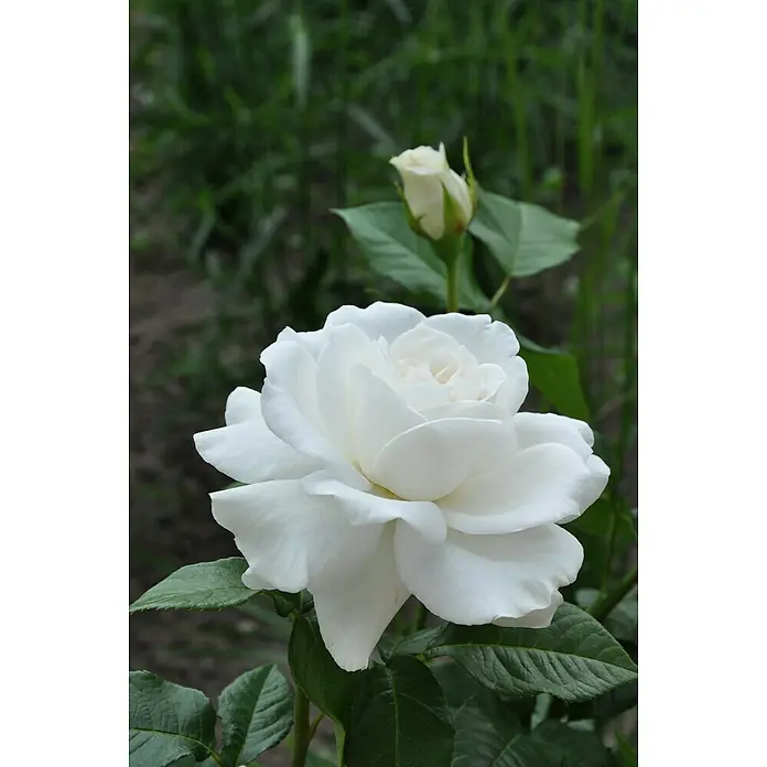 Piardino Edelrose 'Annapurna' - Rosa Hybride, Weiß, Topfgröße: 19 cm - Detailaufnahme