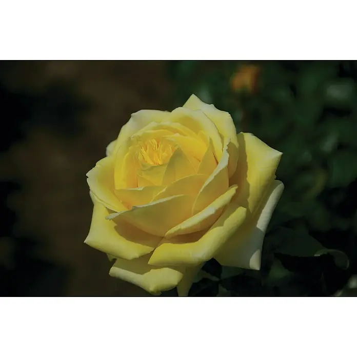 Piardino Edelrose 'Diamonds Forever' - Rosa Hybride, Topfgröße: 19 cm, Gelb - Detailaufnahme
