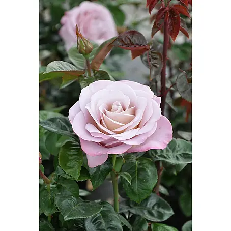 Piardino  Edelrose 'Blue Girl'