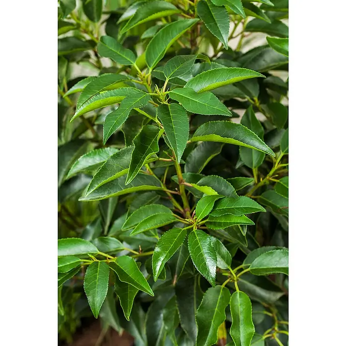 Piardino Portugiesische Lorbeerkirsche - Prunus lusitanica 'Angustifolia', Topfgröße: 23 cm - Stimmungsaufnahme