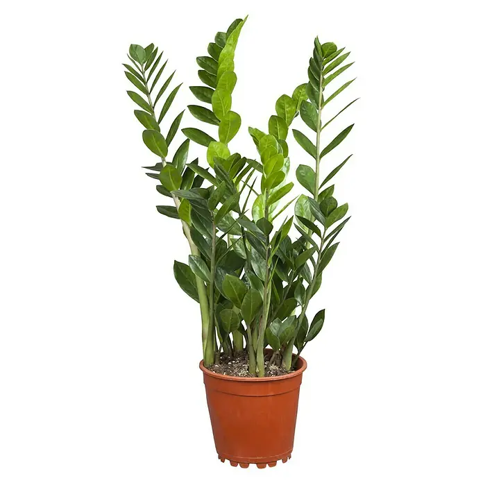 Piardino Glücksfeder - Zamioculcas zamiifolia, Topfgröße: 21 cm - Vorderansicht