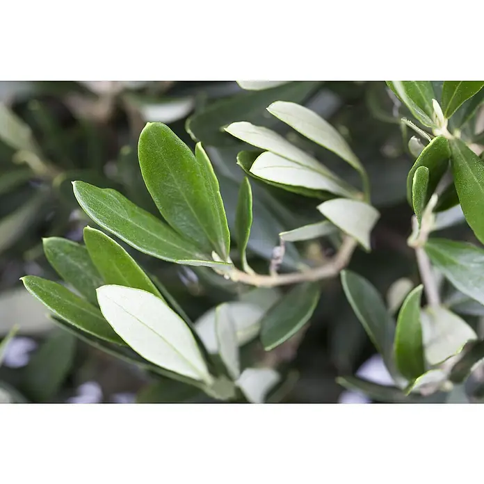Piardino Olivenbaum - Olea europaea, Aktuelle Wuchshöhe: 200 cm - 220 cm - Detailaufnahme