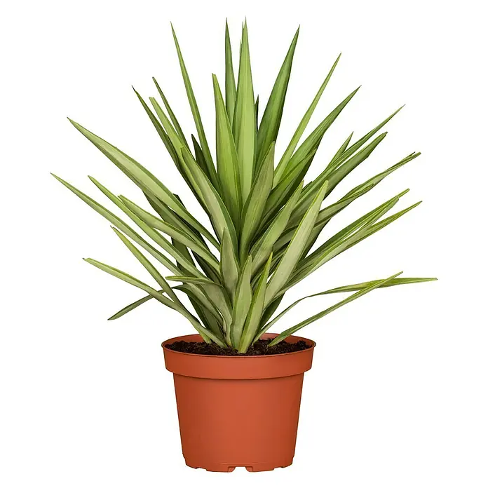 Piardino Palmlilie Jewel - Yucca elephantipes 'Jewel' - Vorderansicht