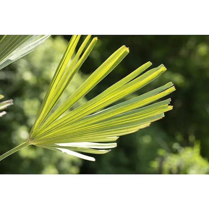 Hanfpalme - Trachycarpus fortunei - Detailaufnahme