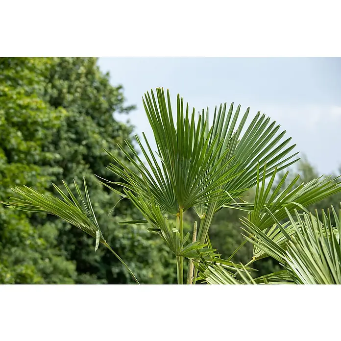 Hanfpalme - Trachycarpus fortunei - Detailaufnahme