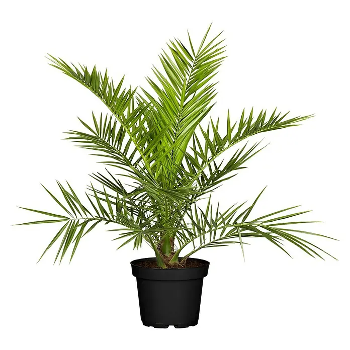 Dattelpalme - Phoenix canariensis - Vorderansicht