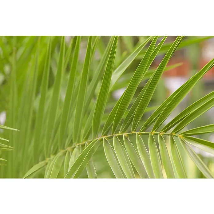 Dattelpalme - Phoenix canariensis - Detailaufnahme