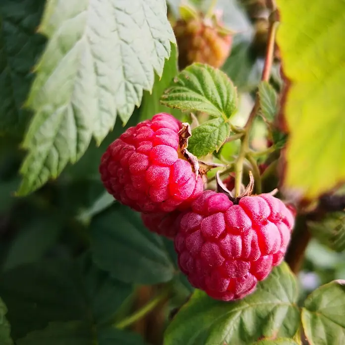 Himbeere - Rubus idaeus, Topfvolumen: 2,5 l, Erntezeit: Juni - Juli - Detailaufnahme
