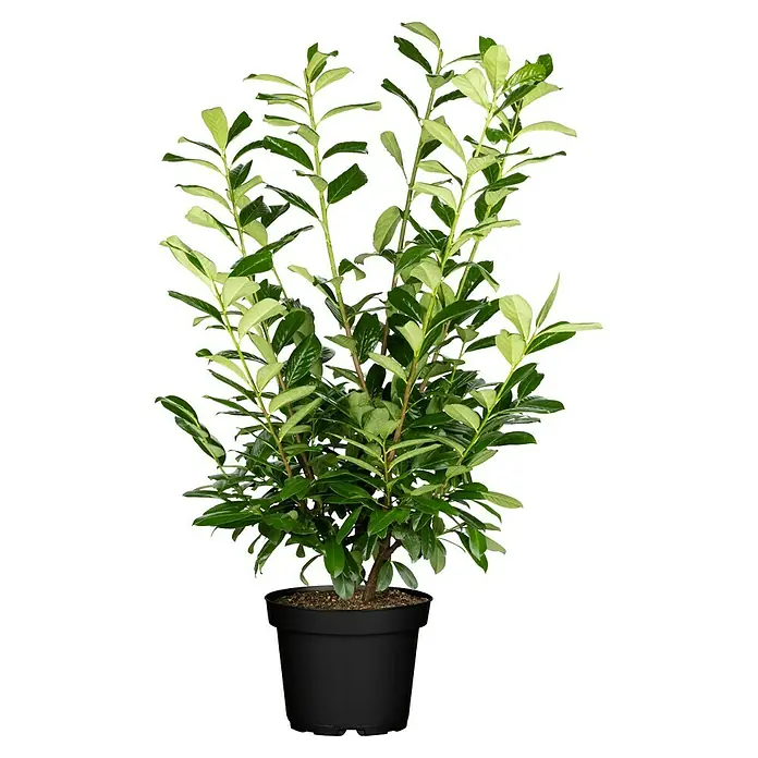 Kirschlorbeer Novita - Prunus laurocerasus , Topfgröße: 29 l - Vorderansicht