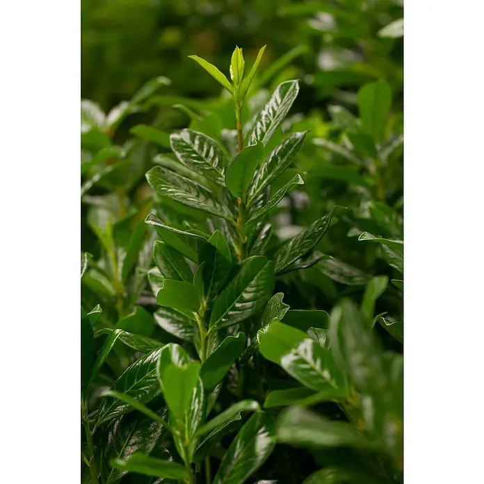 Kirschlorbeer Novita - Prunus laurocerasus , Topfgröße: 29 l - Detailaufnahme