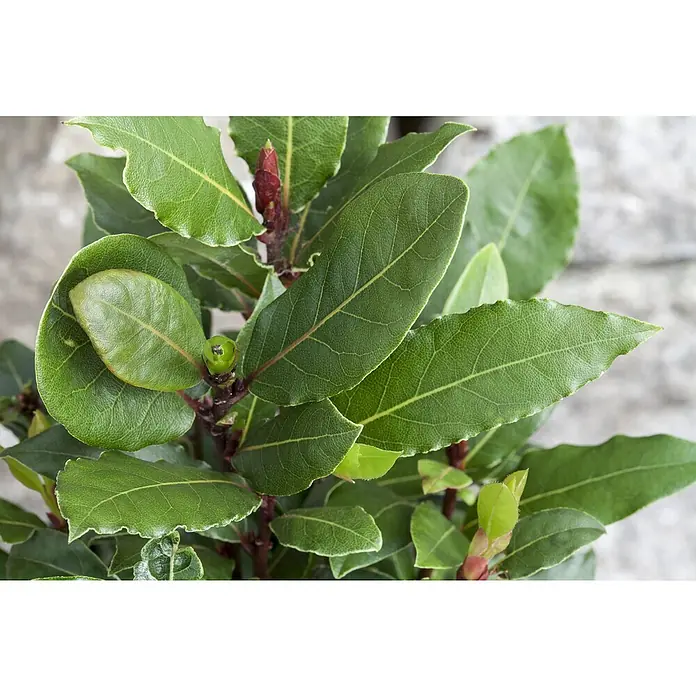 Piardino Lorbeer - Laurus nobilis, Topfgröße: 19 cm - Detailaufnahme