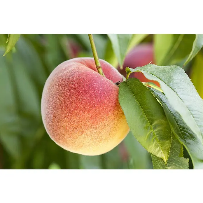 Piardino Pfirsich Nana - Prunus persica, Erntezeit: August - Detailaufnahme