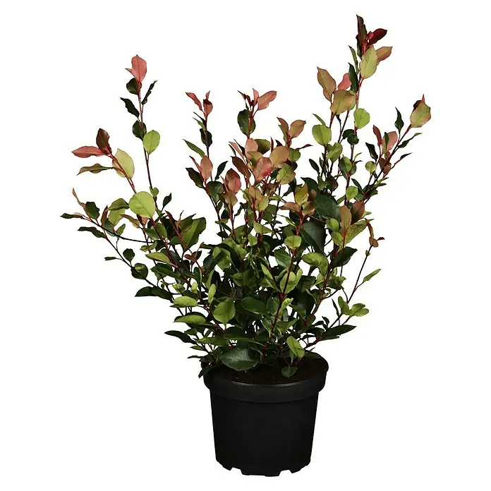 Piardino Glanzmispel Red Robin - Photinia fraseri 'Red Robin', Aktuelle Wuchshöhe: 60 cm - 80 cm - Vorderansicht