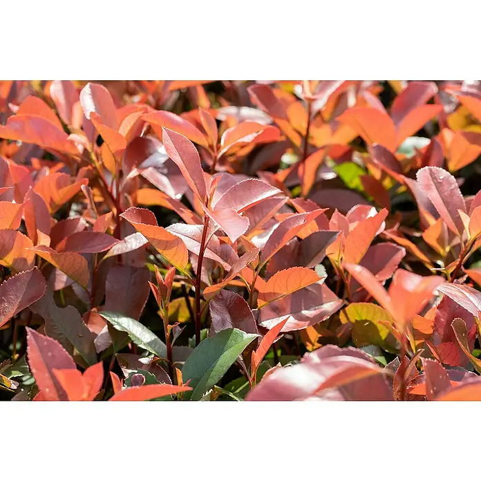 Piardino Glanzmispel Red Robin - Photinia fraseri 'Red Robin', Aktuelle Wuchshöhe: 60 cm - 80 cm - Detailaufnahme