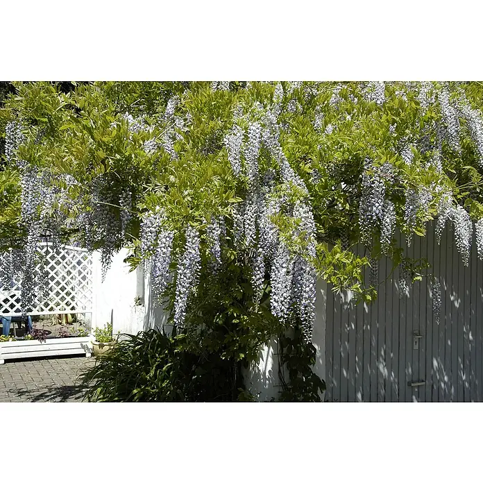 Piardino Blauregen Duo - Wisteria sinensis 'Duo', Blütenfarbe: Zweifarbig - Detailaufnahme
