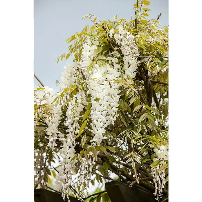 Piardino Blauregen Duo - Wisteria sinensis 'Duo', Blütenfarbe: Zweifarbig - Detailaufnahme