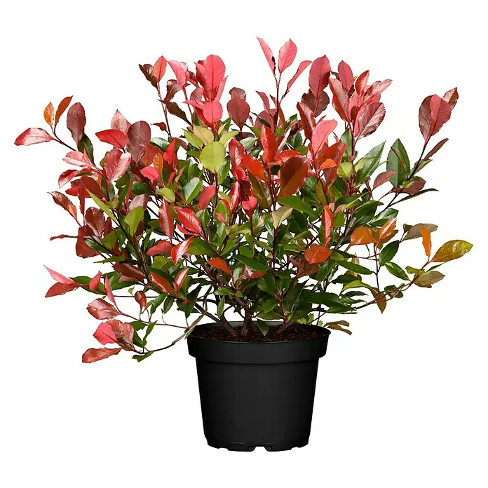 Piardino Glanzmispel Red Robin - Photinia fraseri, Aktuelle Wuchshöhe: 150 cm - 175 cm - Vorderansicht
