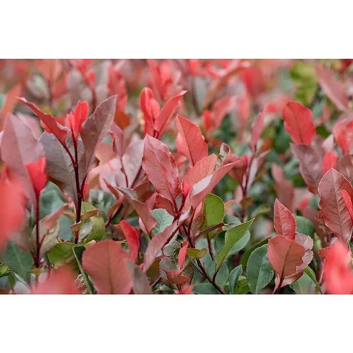 Piardino Glanzmispel Red Robin - Photinia fraseri, Aktuelle Wuchshöhe: 150 cm - 175 cm - Detailaufnahme