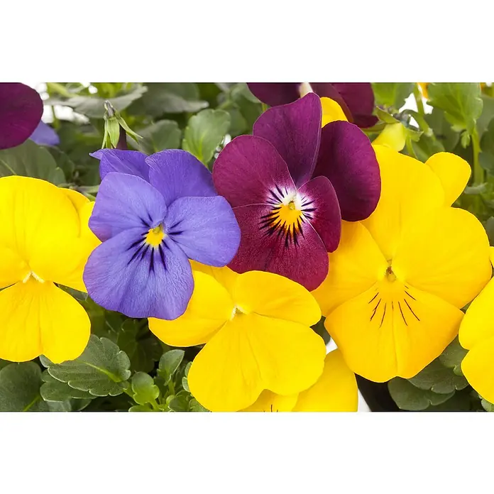 Piardino Hornveilchen - Viola cornuta in Sorten, Sortenabhängig - Detailaufnahme