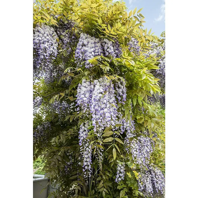 Piardino Blauregen - Wisteria sinensis, Blütenfarbe: Blauviolett - Detailaufnahme