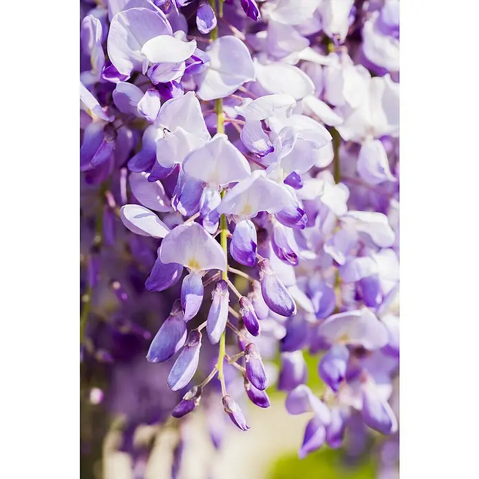 Piardino Blauregen - Wisteria sinensis, Blütenfarbe: Blauviolett - Detailaufnahme