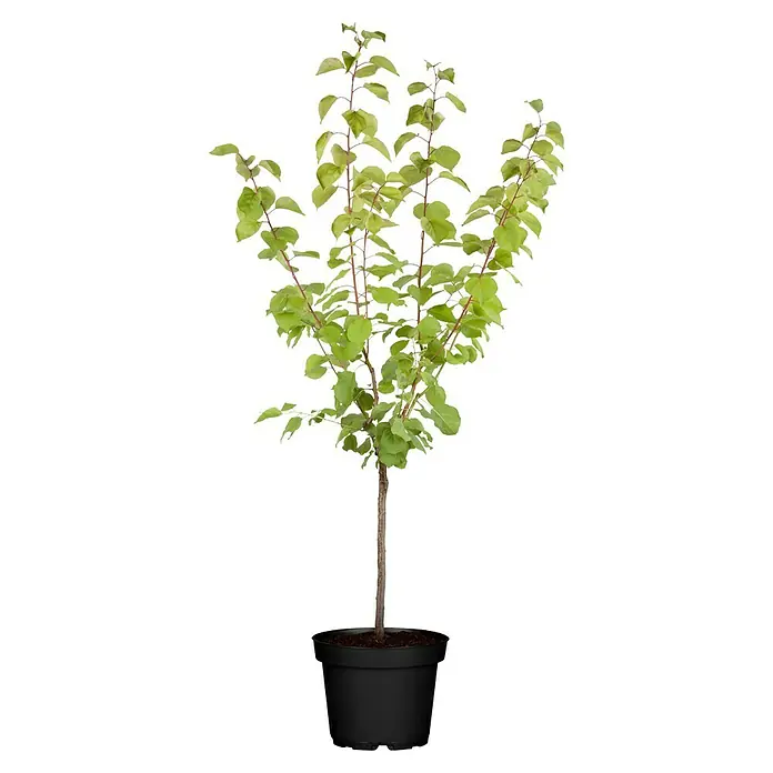 Aprikose Marille - Prunus armeniaca, Erntezeit: Juli - Vorderansicht