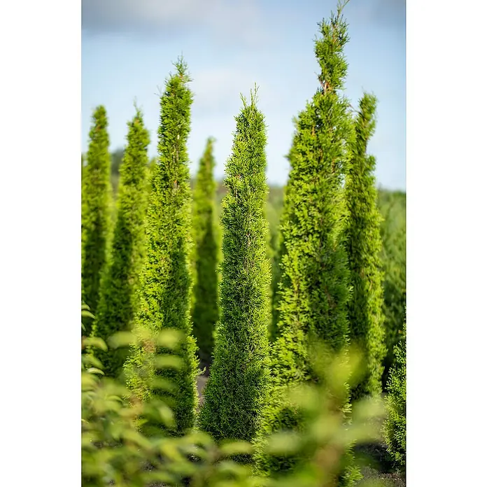 Piardino Echte Mittelmeer-Zypresse - Cupressus Sempervirens, Topfvolumen: 3 l - Detailaufnahme