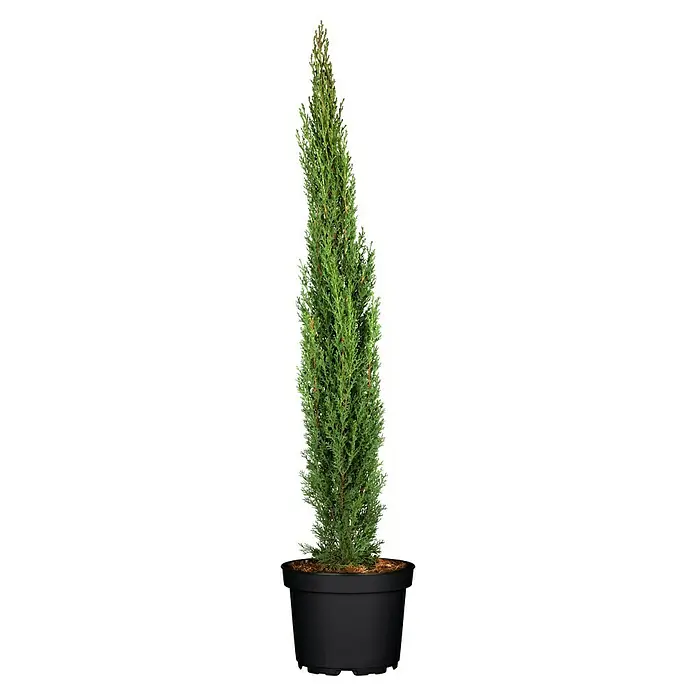 Piardino Echte Mittelmeer-Zypresse - Cupressus Sempervirens, Topfvolumen: 3 l - Vorderansicht