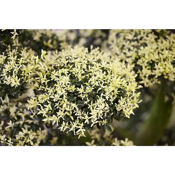 Piardino Japan-Stechpalme - Ilex crenata - Detailaufnahme