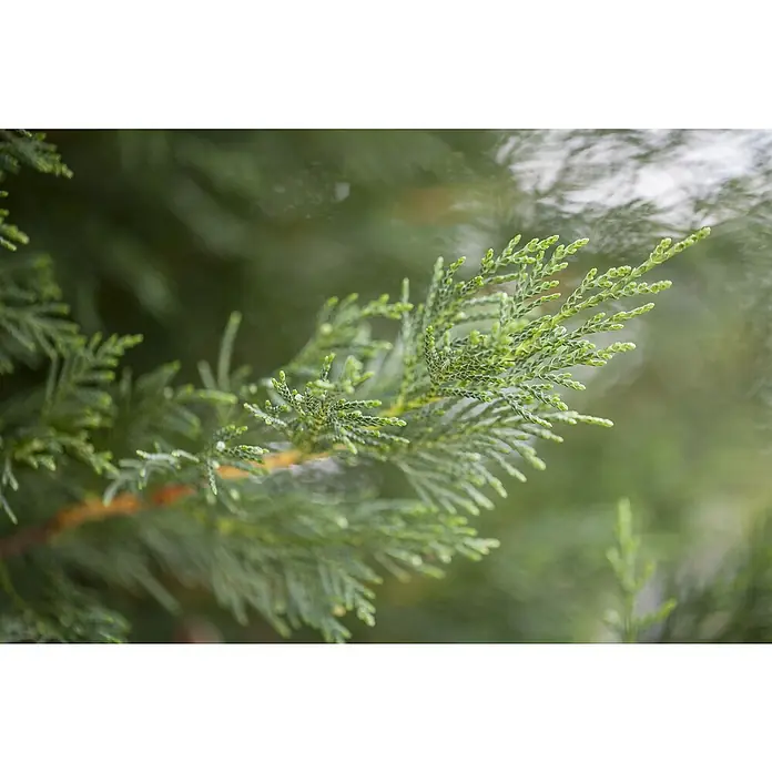 Gelbe Baumzypresse - Cupressocyparis leylandii 'Castlewellan Gold' - Detailaufnahme