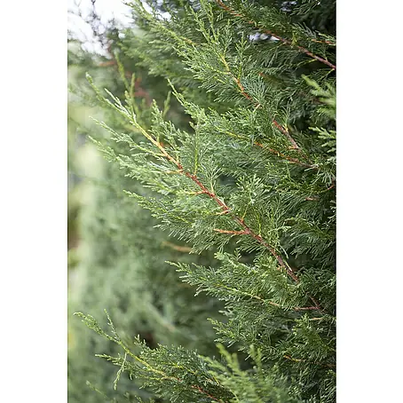 Gelbe Baumzypresse