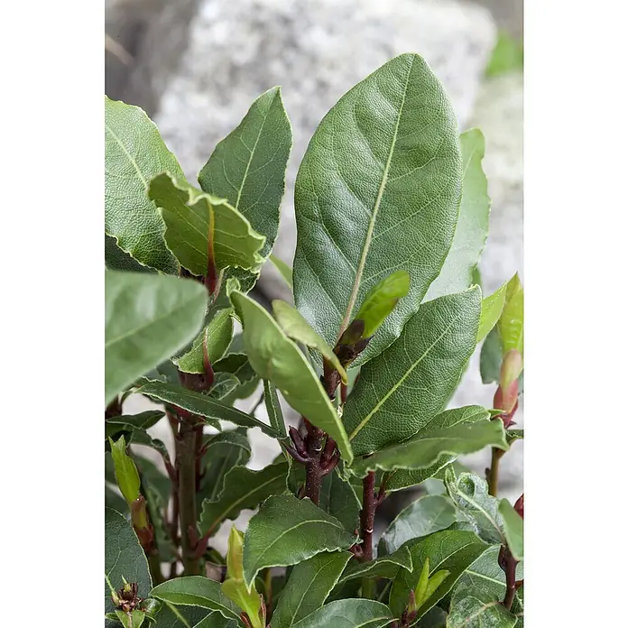 Lorbeer - Laurus nobilis, Topfgröße: 27 cm - Detailaufnahme