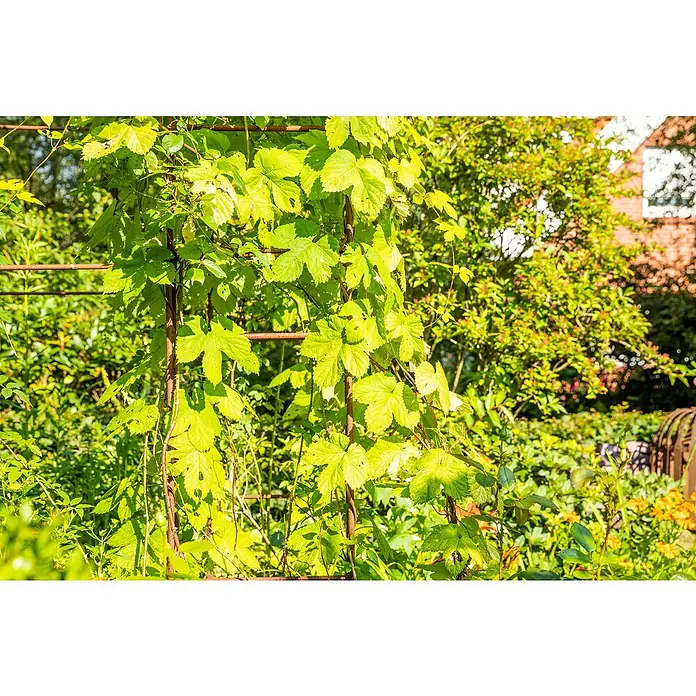 Piardino Weinrebe - Vitis vinifera, Topfgröße: 25 cm - Detailaufnahme