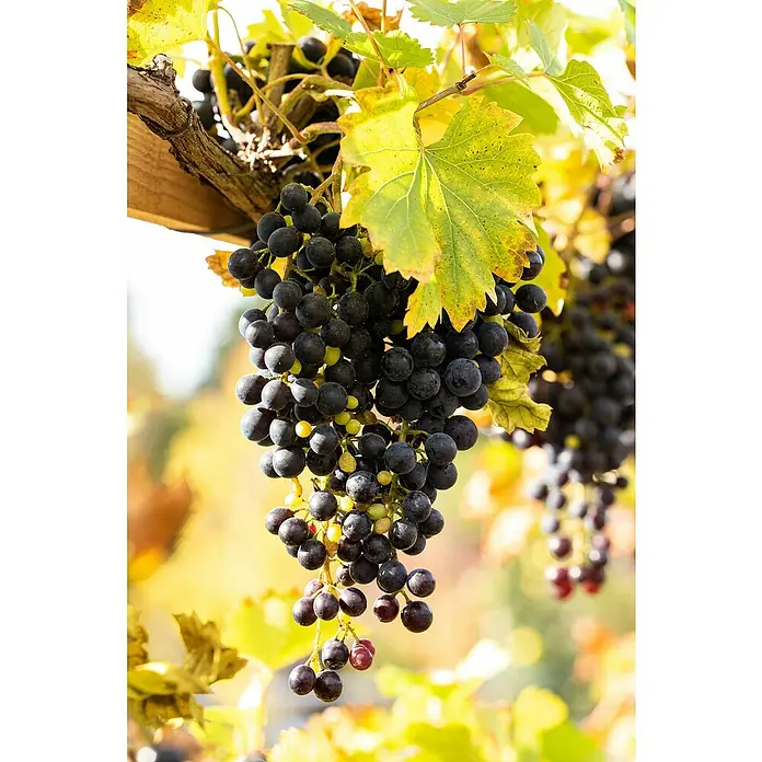 Weinrebe Spalier - Vitis vinifera 'Regent', Topfgröße: 17 cm, Erntezeit: September - Oktober - Detailaufnahme
