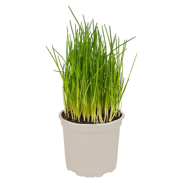 Piardino Cebollino - Allium schoenoprasum 'Buster', Tamaño de maceta: 12 cm, Cosecha: Abril - Septiembre - Vista frontal