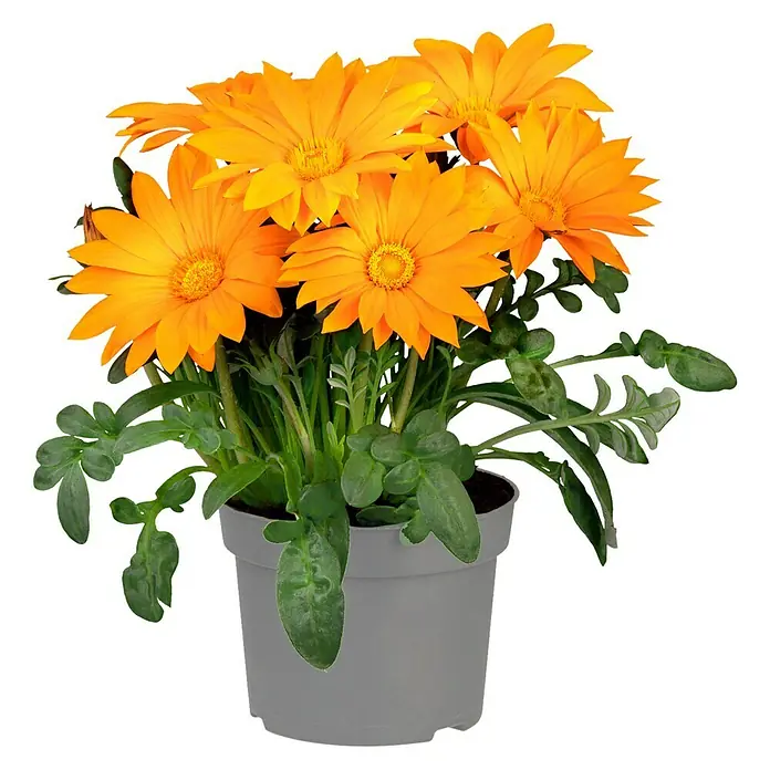 Piardino Gazania - Gazania 'Deep Orange', Topfvolumen: 13 l - Vorderansicht