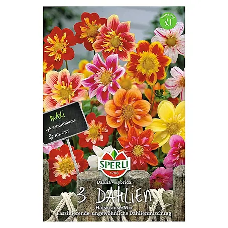 Sperli  Herbstblumenzwiebeln Halskrause Mix