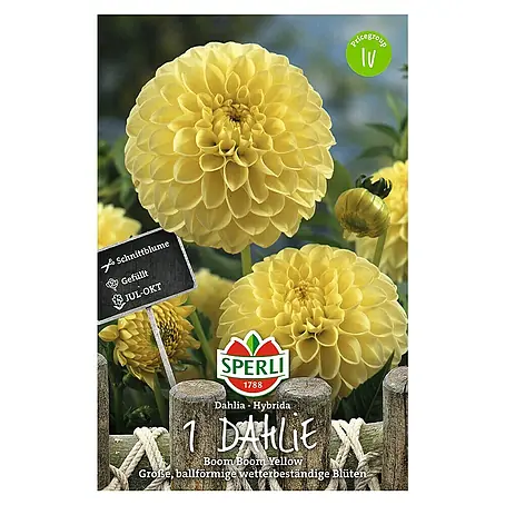 Sperli  Herbstblumenzwiebeln Boom Boom Yellow