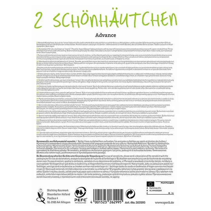 Sperli Sommerblumenzwiebeln Advance - Hymenocallis Hybrida, 2 Stk. - Rückansicht