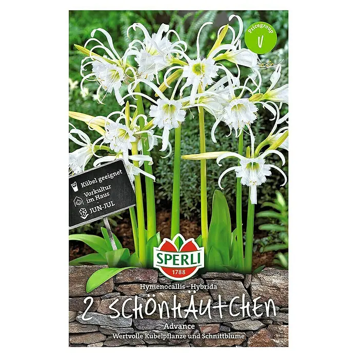 Sperli Sommerblumenzwiebeln Advance - Hymenocallis Hybrida, 2 Stk. - Draufsicht