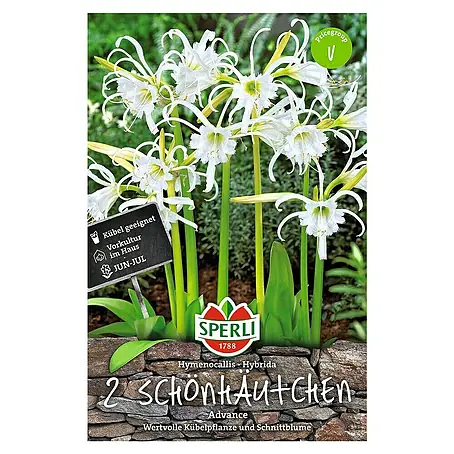 Sperli  Sommerblumenzwiebeln Advance