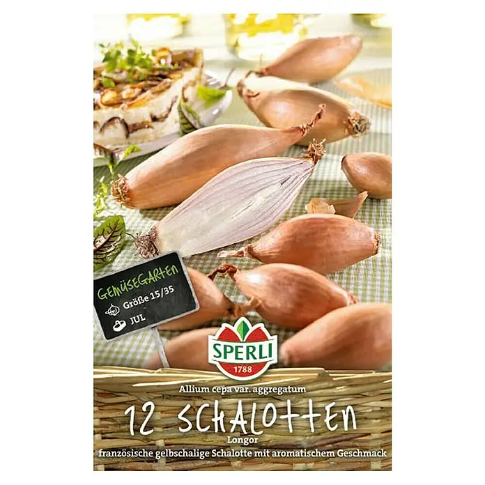 Sperli Schalotten Longor -  - Draufsicht