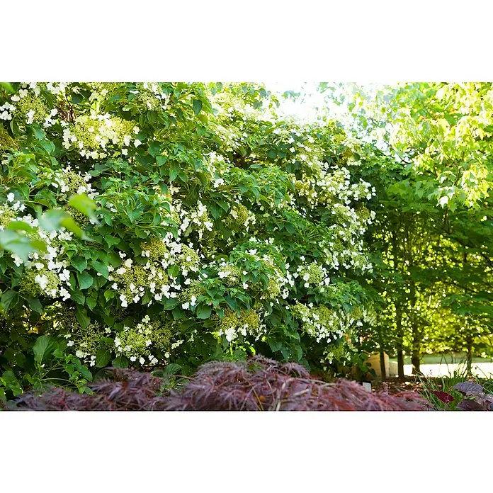 Piardino Hortensie - Hydrangea petiolaris - Detailaufnahme