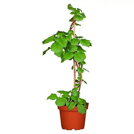 Piardino  Hortensie