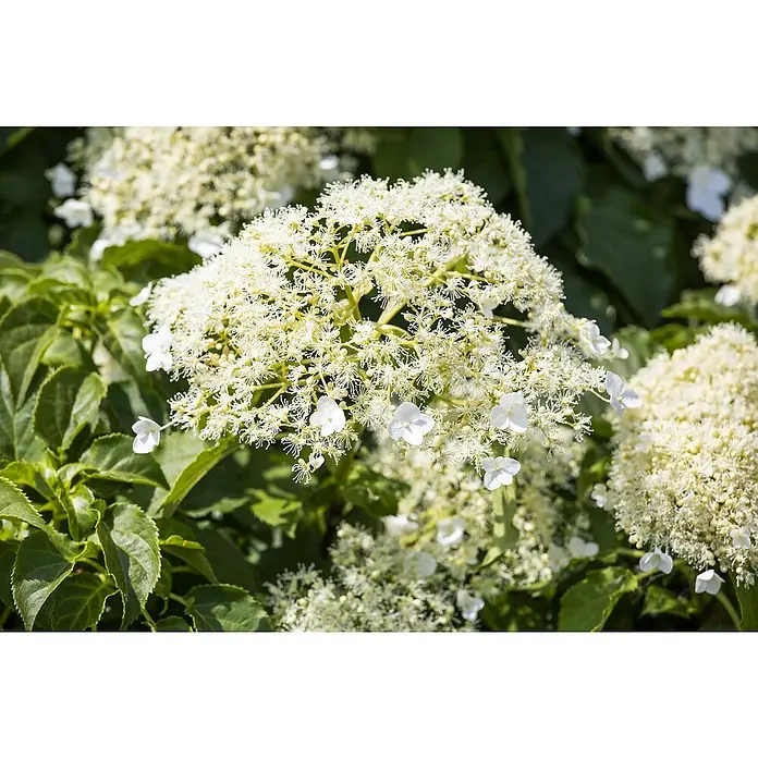 Piardino Hortensie - Hydrangea petiolaris - Detailaufnahme
