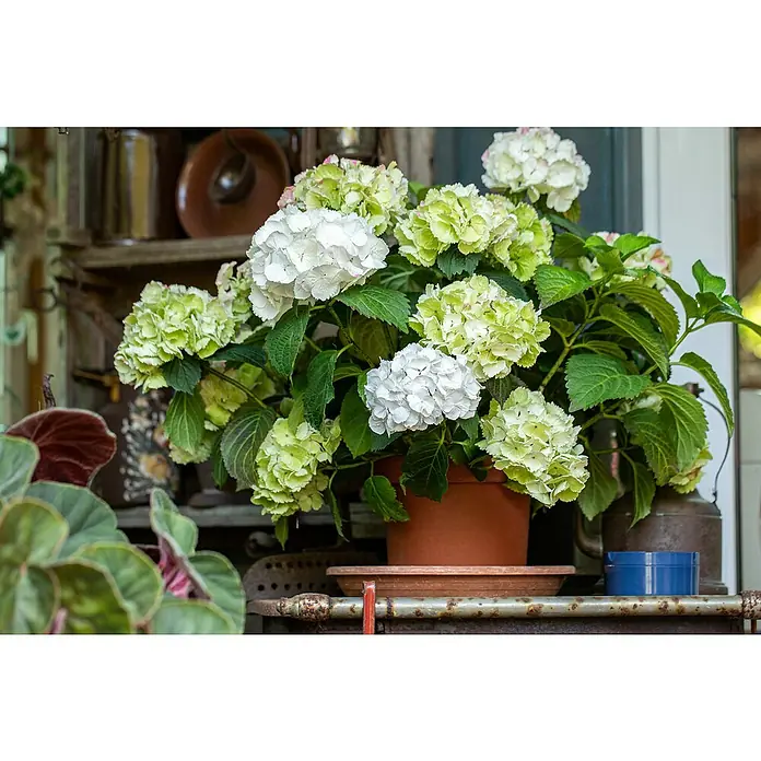 Piardino Hortensie - Hydrangea macrophylla, Topfvolumen: 2 l, In Sorten gemischt - Detailaufnahme
