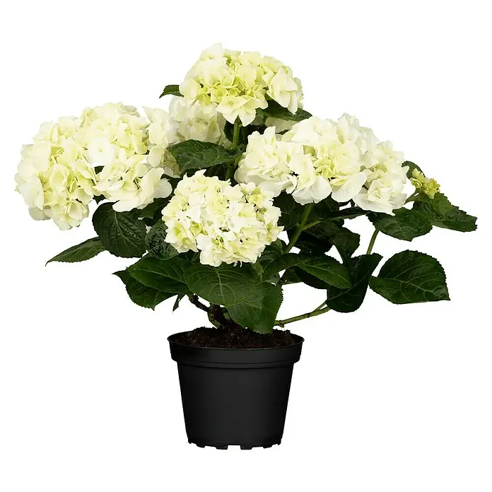 Piardino Hortensie - Hydrangea macrophylla, Topfvolumen: 2 l, In Sorten gemischt - Vorderansicht