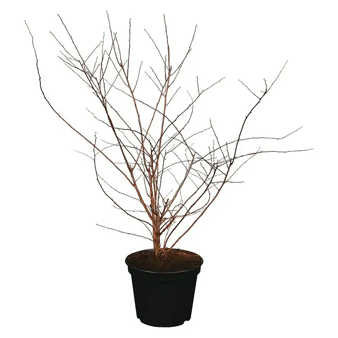 Piardino Japanische Prachtspiere - Spiraea vanhouttei, Topfgröße: 23 cm - Vorderansicht